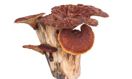 Vertiefungskurs Vitalpilze